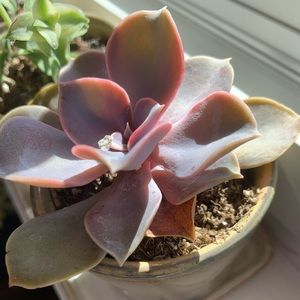 Meet your Posher, Kara